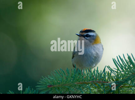 Regulus ignicapilla Firecrest (mâle) sur un pin Banque D'Images