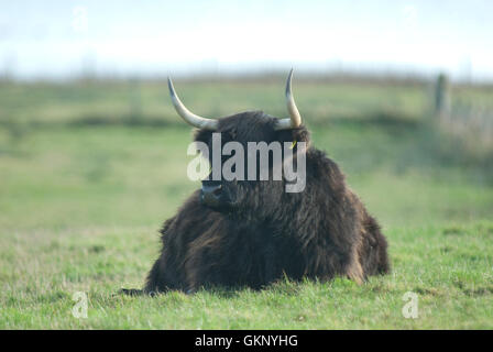 Vache Highland noir en Ecosse Banque D'Images