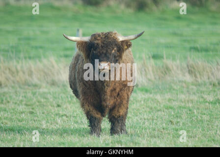 Taureau Highland en Ecosse Banque D'Images