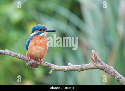 Kingfisher (Alcedo atthis commune) sur un perchoir Banque D'Images