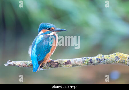 Kingfisher (Alcedo atthis commune) sur un perchoir Banque D'Images