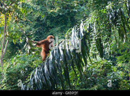 Les jeunes (orang-outan de Sumatra Pongo abelii) dans rainforest à Bukit Lawang, Sumatra Banque D'Images