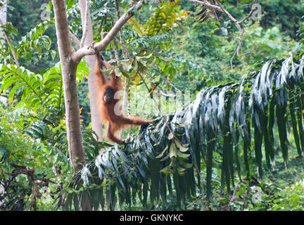 Les jeunes (orang-outan de Sumatra Pongo abelii) dans rainforest à Bukit Lawang, Sumatra Banque D'Images