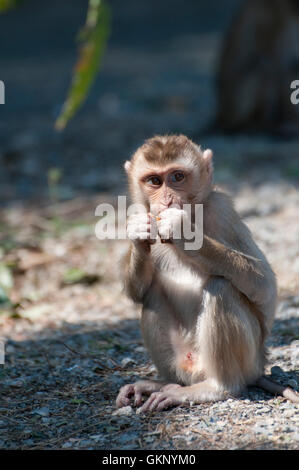 Les jeunes du nord de Pig-tailed Macaque (Macaca leonina) dans le parc national Khao Yai, Thaïlande Banque D'Images