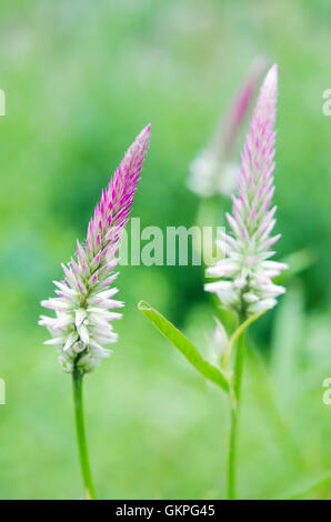 La célosie fleur rose et blanc, également connu sous le nom de cockscomb, Anis hysope celosia, flamingo feather, Agastache foeniculum floer ou wo Banque D'Images