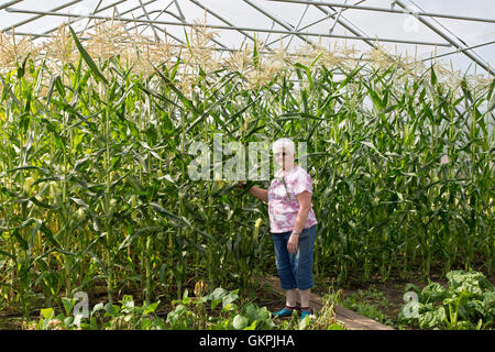 Fier agriculteur posant avec sa récolte de maïs, tassle stade. Banque D'Images