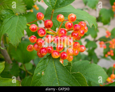 Petits fruits Fruits de la plante Viburnum opulus Compactum ou compacte Guelder Rose en automne Banque D'Images