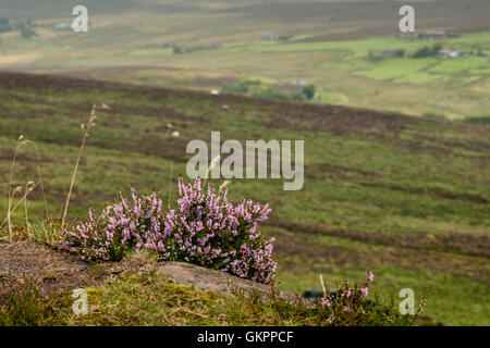 Magnifique paysage de rochers et la lande à l'cafards dans le Peak District, dans le Derbyshire, une magnifique région de gréa Banque D'Images