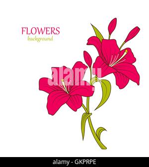 Croquis de couleur linéaire de belles fleurs de lys Isolated Illustration de Vecteur