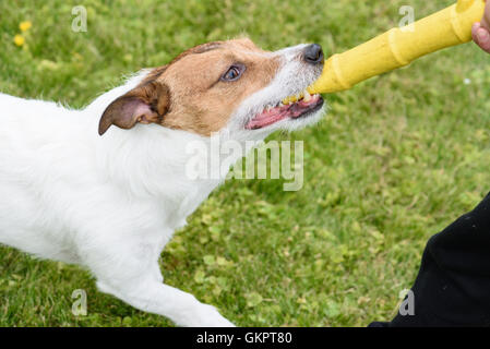 Le chien et le Garçon jouant avec caoutchouc jouet jaune stick Banque D'Images