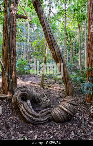 Liana fit tourner dans le Parc National de Minnamurra, cascades à pied, New South Wales, NSW, Australie Banque D'Images