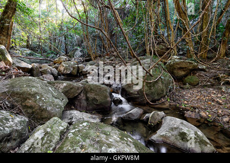 Jet dans une forêt tropicale, Parc National de Minnamurra, cascades à pied, New South Wales, NSW, Australie Banque D'Images