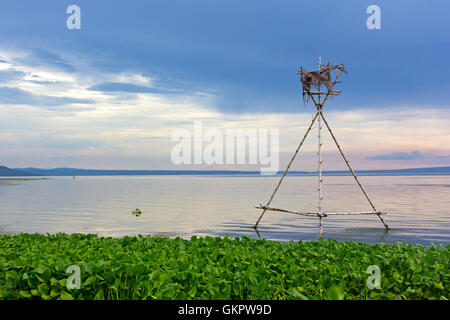 Matin tranquille sur le lac Taal, Philippines. Banque D'Images