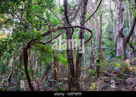 Twisted Liana poussant dans la forêt pluviale tempérée Minnamurra Center, New South Wales, NSW, Australie Banque D'Images