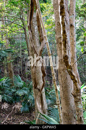 Lianes torsadées poussant dans la forêt pluviale tempérée Minnamurra Center, New South Wales, NSW, Australie Banque D'Images