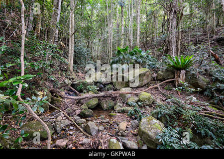 Crique dans la forêt tempérée Minnamurra Center, New South Wales, NSW, Australie Banque D'Images