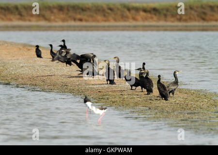 Groupe de cormorans à salt pan Banque D'Images