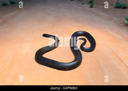 Inland Taipan ou serpent féroce (Oxyuranus microlepidotus), l'Australie le venin de l'Inland Taipan est extrêmement puissant et est ra Banque D'Images