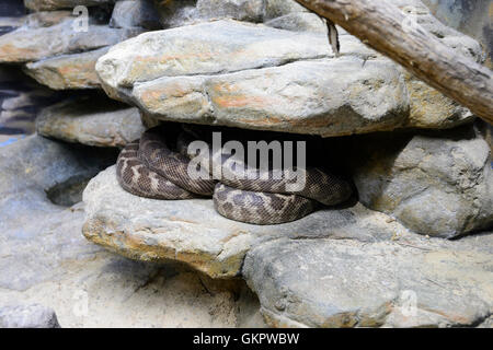 À l'échelle approximative (Python Morelia carinata), l'Australie Banque D'Images