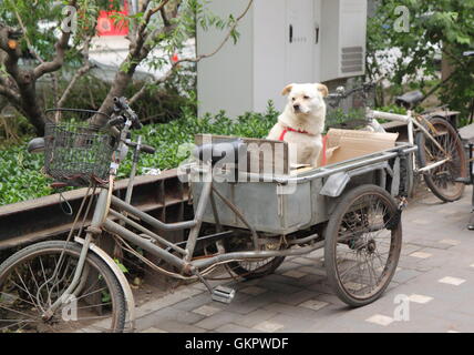 Chien local se trouve dans le centre-ville de Beijing Bicycle panier en Chine Banque D'Images