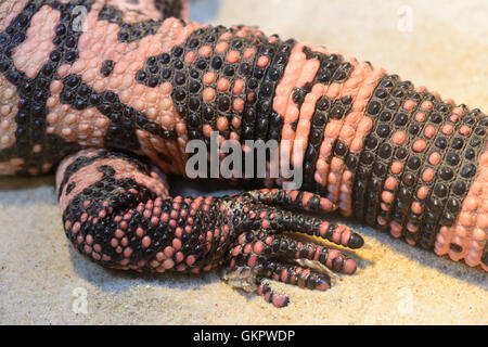 Close-up d'un monstre de Gila (Heloderma suspectum) Gila Monster est une espèce de lézard venimeux originaire du sud-ouest de l'USA Banque D'Images