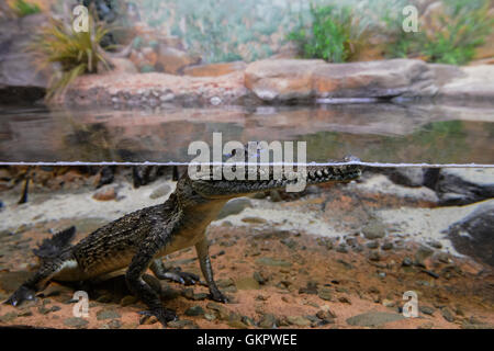 Les jeunes Crocodiles d'eau douce (Crocodylus johnstoni), l'Australie Banque D'Images