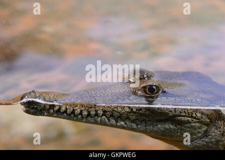 Les jeunes Crocodiles d'eau douce (Crocodylus johnstoni), l'Australie Banque D'Images