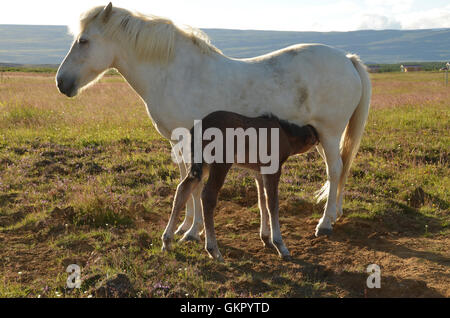 Les chevaux dans le sud de l'Islande au coucher du soleil Banque D'Images