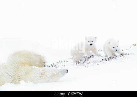 Mère de l'ours polaire (Ursus maritimus), le glissement vers le bas, en jouant avec deux nouveaux nés d'oursons, Parc National de Wapusk, Manitoba, Canada Banque D'Images