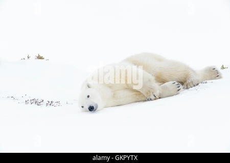 Mère de l'ours polaire (Ursus maritimus), le glissement vers le bas, le parc national Wapusk, Manitoba, Canada Banque D'Images