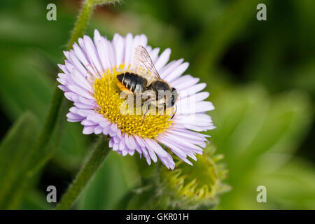Coupeuses de feuilles Patchwork Megachile centuncularis l'alimentation des abeilles adultes sur station Daisy flower Banque D'Images