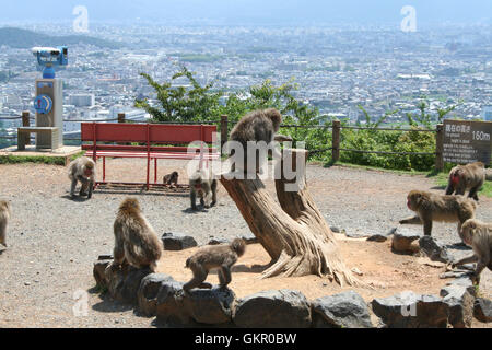 Parc du singe Arashiyama à Kyoto, Japon Banque D'Images