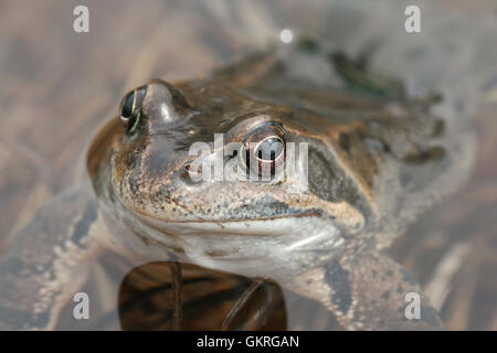 Grenouille rousse (Rana temporaria) dans l'eau, Alpes italiennes Banque D'Images