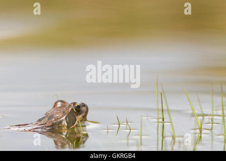 Grenouille rousse (Rana temporaria) dans l'eau, Alpes italiennes Banque D'Images