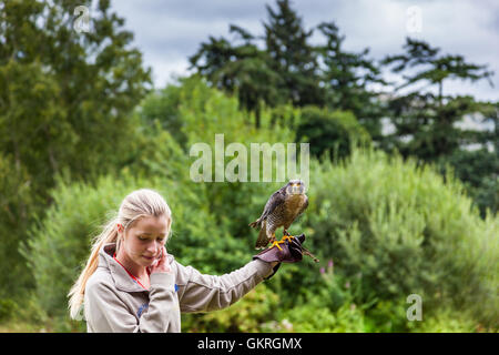 Gestionnaire d'oiseaux avec le faucon pèlerin au château de Muncaster et Hawk Owl centre, Buchillon, Lake District, Cumbria Banque D'Images