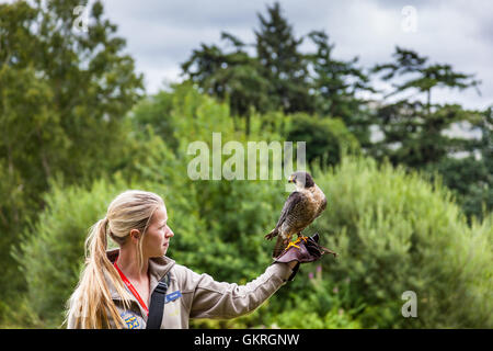 Gestionnaire d'oiseaux avec le faucon pèlerin au château de Muncaster et Hawk Owl centre, Buchillon, Lake District, Cumbria Banque D'Images