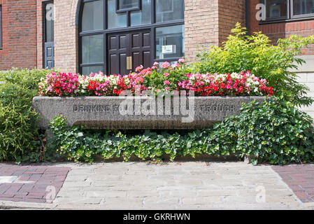 Metropolitan Fontaine à boire et de bétail à travers Association, floral, Kingston Upon Hull, Yorkshire, Angleterre, Royaume-Uni Banque D'Images