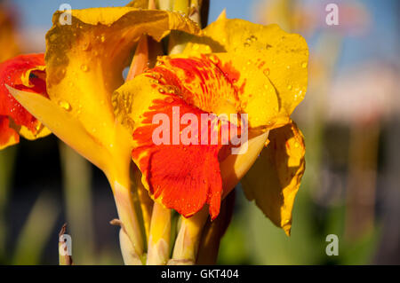 Canna à fleurs rouge-jaune dans le matin d'été Banque D'Images