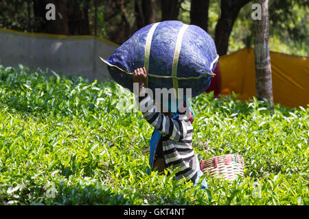 Coonoor , Tamil Nadu, Inde, le 22 mars 2015 : une femme non identifiée sac sur la tête. Banque D'Images