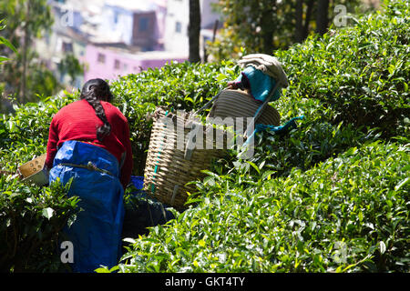 Coonoor , Tamil Nadu, Inde, le 22 mars 2015 : une femme non identifiée recueillir de plantation de thé Banque D'Images