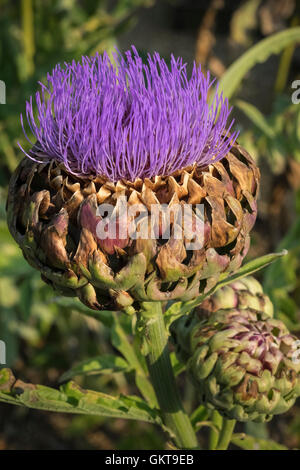 Le cardon plante chardon capitule en août, UK Banque D'Images