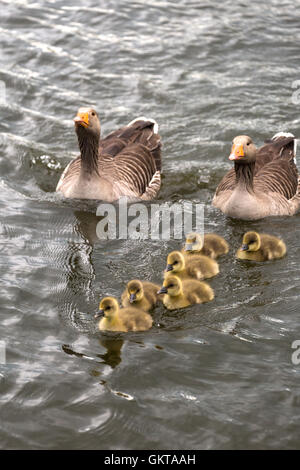 Famille d'oies à la recherche de nourriture. Norfolk Broads Angleterre UK Banque D'Images