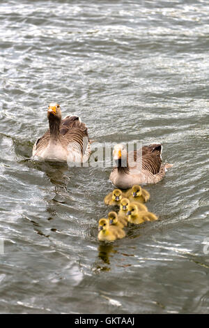 Famille d'oies à la recherche de nourriture. Norfolk Broads Angleterre UK Banque D'Images