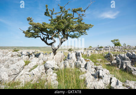 Arbre d'aubépine sur les pavages calcaires avec Whernside dans la distance Banque D'Images