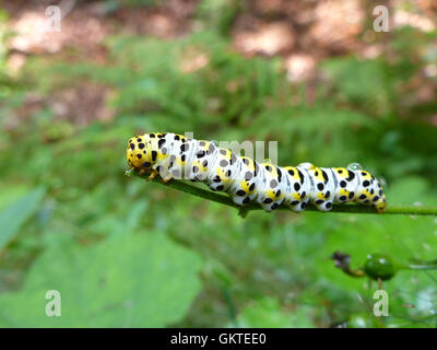 L'eau de Caterpillar betony / Shargacucullia scrophulariae Banque D'Images