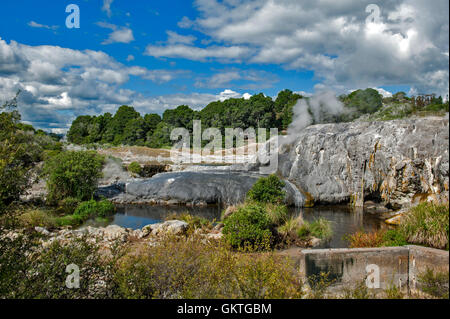 Geyser de Whakarewarewa au Te Pui parc thermal dans la vallée géothermique de Rotorua, Nouvelle-Zélande Banque D'Images