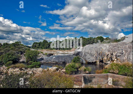 Geyser de Whakarewarewa au Te Pui parc thermal dans la vallée géothermique de Rotorua, Nouvelle-Zélande Banque D'Images