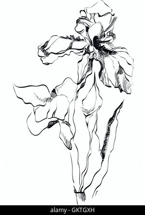 Fleur IRIS Illustration de Vecteur