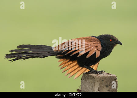 Coucal plus ou Crow pheasant (Centropus sinensis) Banque D'Images