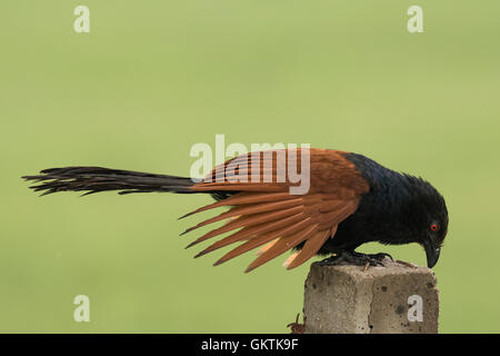 Coucal plus ou Crow pheasant (Centropus sinensis) Banque D'Images